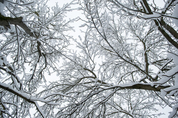 A lot of fresh snow on trees in the morning