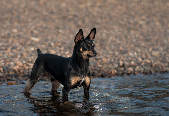 dog on the beach