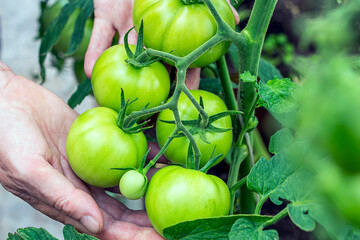 Homegrown, gardening and agriculture consept. Female farmer hand hold bunch of organic unripe green tomato in greenhouse. Natural vegetable organic food production.
