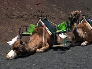 Camellos esperando para hacer una ruta en Lanzarote - obrazy, fototapety, plakaty