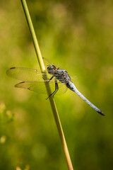Close-Up Of Dragonfly On Plant