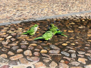 3cCotorras verdes argentinas