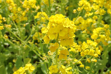 菜の花 花畑 黄色 美しい 可憐 かわいい イエロー 公園 穏やか 