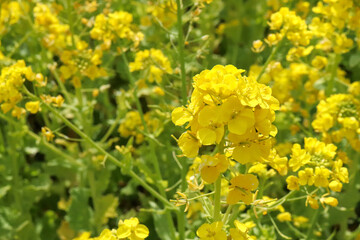 菜の花 花畑 黄色 美しい 可憐 かわいい イエロー 公園 穏やか アブラナ