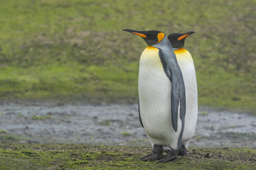 Fototapeta premium The King Penguin (Aptenodytes patagonicus)