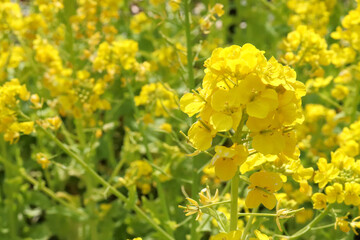 春の風景 菜の花 黄色 鮮やか 可憐 かわいい パステル 花 美しい アブラナ 