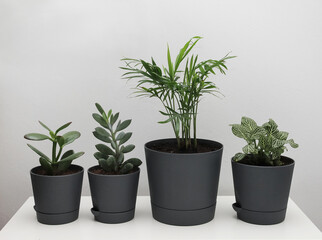 plants in pots on a light background