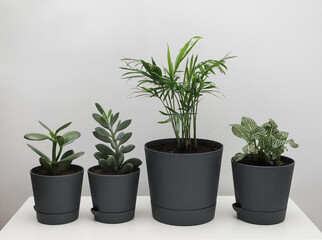 Obraz premium plants in pots on a light background