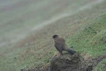 The Falkland Thrush (Turdus falcklandii)