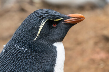Naklejka premium The Rockhopper Penguin (Eudyptes chrysocome)