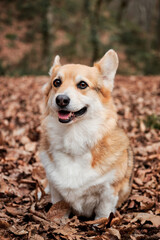 Charming little English Shepherd dog. Walking with dog in fresh air in forest. Pembroke Tricolor Welsh Corgi sits in woods in autumn yellow leaves and smiles.