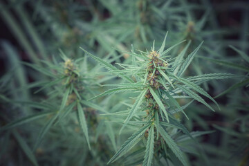 Cannabis flower and cannabis plant.Hemp plant for use in making tea.