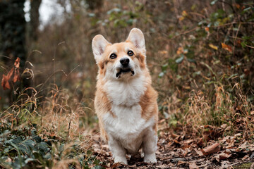 Charming little shepherd British popular dog breed. Welsh corgi Pembroke tricolor stands in autumn forest and carefully looks ahead with grimace.