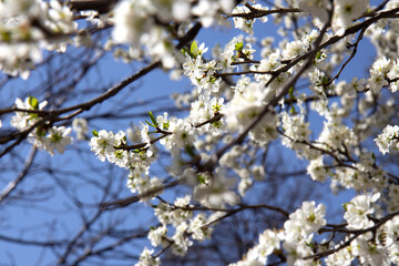 Blooming branches of apricot on background of blue sky. Spring flowers