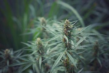 Naklejka na ściany i meble Cannabis flower and cannabis plant.Hemp plant for use in making tea.