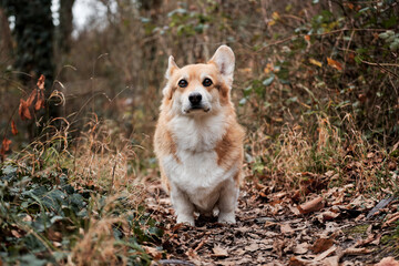 Charming little shepherd British popular dog breed. Welsh corgi Pembroke tricolor stands in autumn forest and carefully looks ahead with grimace.