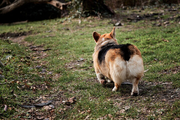 Naklejka na ściany i meble Walk with corgi in fresh air in park, rear view of fluffy butt. Tricolor Pembroke Welsh Corgi walks on green grass in summer forest.