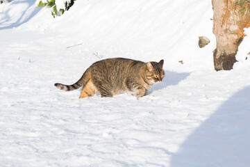 Cat walking in snow