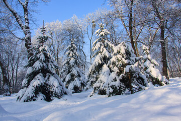 winter landscape with snow-covered young firs