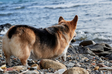 Adorable miniature British Shepherd dog without tail rear view. Pembroke Welsh Corgi tricolor walking on pebbly shore on of blue sea and breath of fresh air. Walking with dog along sea coast.