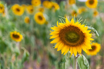 Field of blooming vibrant sunflowers