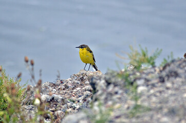yellow wagtail by the lake in Latvia
