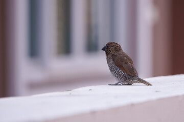 Scaly-breasted munia in the city.