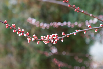 A branch of a flowering tree in a garden or forest.