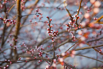 A branch of a flowering tree in a garden or forest.
