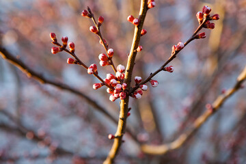 A branch of a flowering tree in a garden or forest.