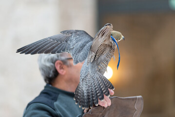 A male peregrine falcon perched on the falconry glove of its master falconer. Taken in Burgos, Spain, in January 2021