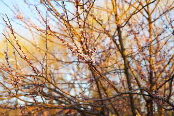 A branch of a flowering tree in a garden or forest.