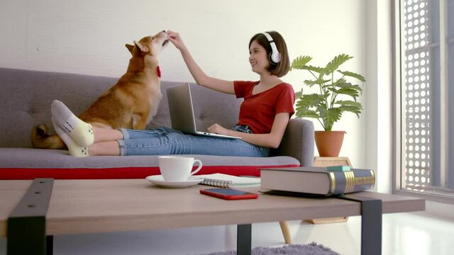 Handheld, slow motion – Mixed race young woman gives a snack to curious brown Shiba dog interrupting online conference call. New normal lifestyle, self isolation and online working concept. 