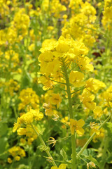 菜の花 綺麗 黄色 鮮やか 可憐 かわいい パステル 満開 公園 穏やか 美しい アブラナ 