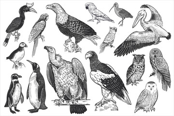 Wildlife birds set. Tropical, exotic, water birds. Vector. - 412491030