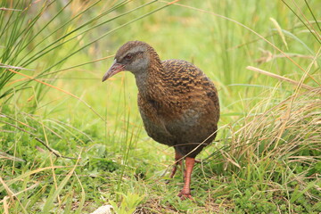 Cheeky New Zealand Weka wondering through the grass