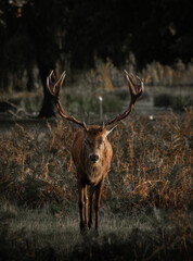 Stag walking towards the camera in the winter forest