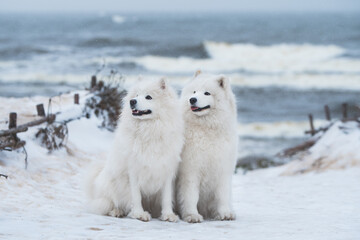 Two Samoyed white dogs are on snow sea beach in Latvia