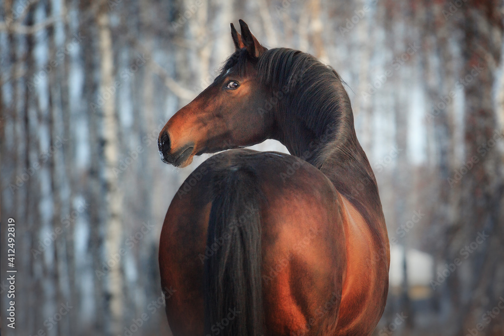 Poster Holstein horse