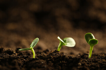 Little green seedlings growing in soil, closeup