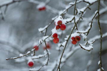 red berries in snow
