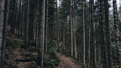 Mysterious dark in pine forest