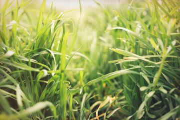 Mowing grass in the summer garden	