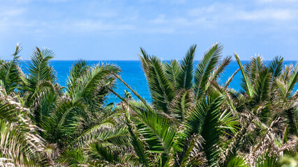 Blue Ocean Horizon Foreground Green Trees Panoramic Background Landscape.