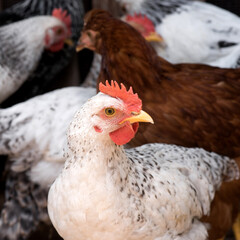 Front view portrait of brightly colored cockerel face. Colorful rooster with a beautiful head close-up.