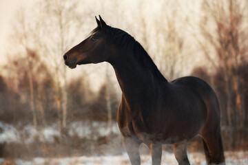 Holstein horse