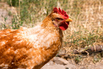 Front view portrait of brightly colored cockerel face. Colorful rooster with a beautiful head close-up.