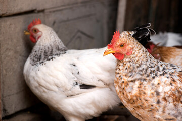 Front view portrait of brightly colored cockerel face. Colorful rooster with a beautiful head close-up.