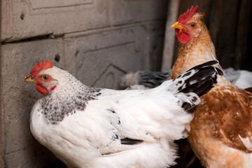 Front view portrait of brightly colored cockerel face. Colorful rooster with a beautiful head close-up.