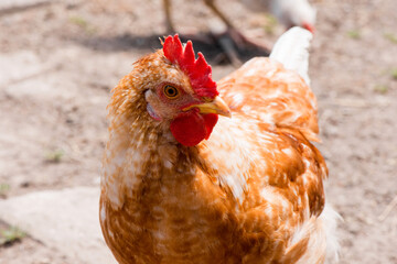 Front view portrait of brightly colored cockerel face. Colorful rooster with a beautiful head close-up.